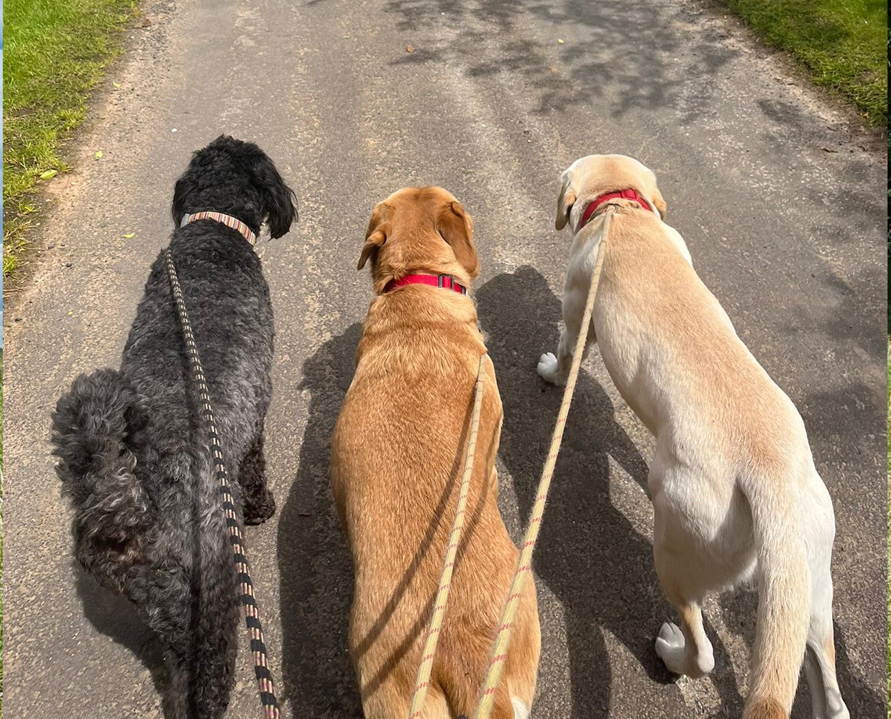 Our Services Linton Springs Petcare